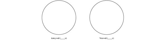 Chapter 47, Problem 1.1A, Sketch and label a section of an arterial wall next to a section of a venous wall in each circle 