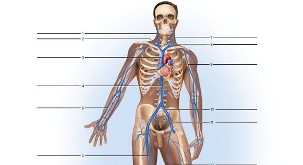 Chapter 47, Problem F47.18A, FIGURE 47.18 Label the major systemic veins. , example  1