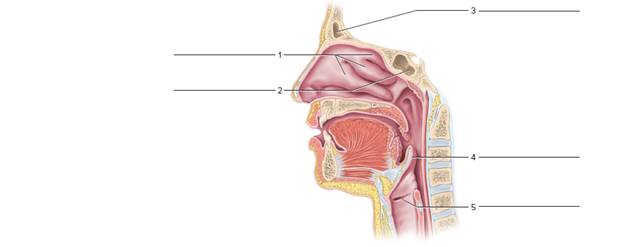 Chapter 50, Problem F50.12A, FIGURE 50.12 Label the features of the upper respiratory system (sagittal section). 