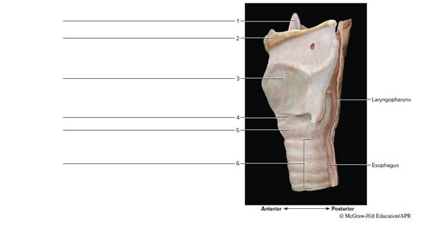 Chapter 50, Problem F50.13A, FIGURE 50.13 Label the features of the larynx region of a cadaver (lateral view). 