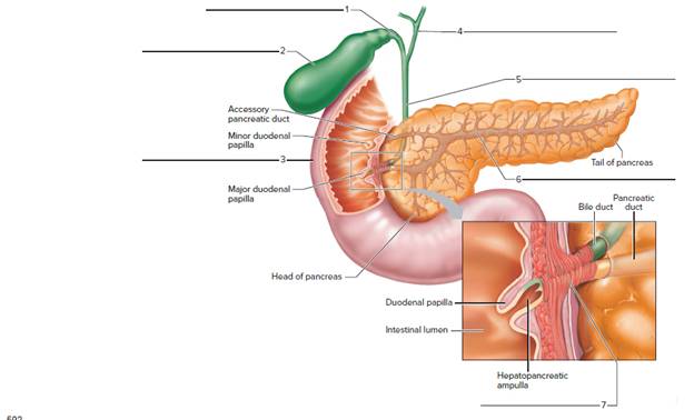 Chapter 54, Problem F54.18A, FIGURE 54.18 Label the features associated with the liver and pancreas (liver is removed). 