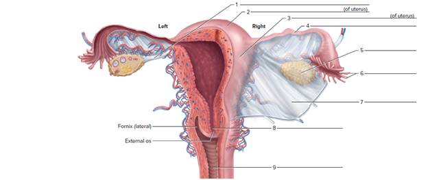 Chapter 60, Problem F60.11A, FIGURE 60.11 Label the female reproductive structures in this posterior view. 