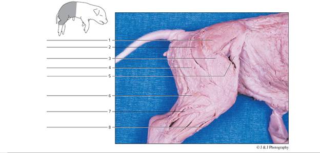 Chapter 63, Problem F63.13A, Label the numbered muscles of the pig in thisposterior, lateral view. 