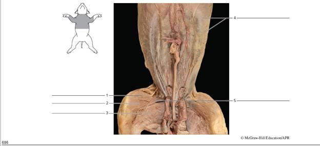 Chapter 63, Problem F63.14A, FIGURE 63.14 Label the numbered muscles of the pig in this ventral view. 