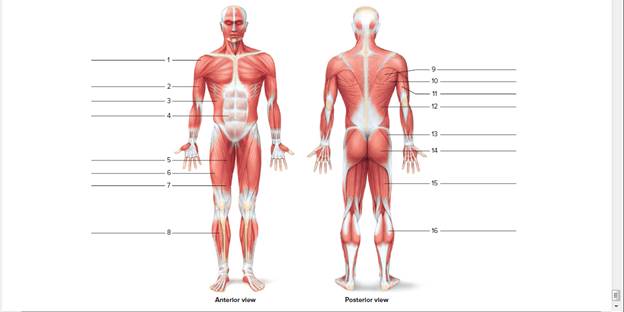 Chapter 63, Problem F63.15A, Observe the muscles on the human torso model and the upper and lower limb models. Each of the 