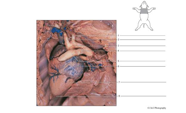 Chapter 64, Problem F64.7A, Identity the numbered cardiovascular features of the fetal pig in figures 64.7 and 64.8. FIGURE 64.7 