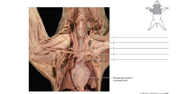 Chapter 64, Problem F64.8A, FIGURE 64.8 Identify the veins on the ventral (anterior) views of the thorax of the (a) fetal pig , example  1