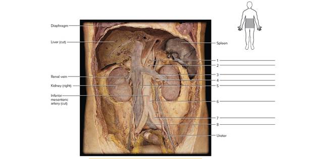 Chapter 64, Problem F64.9A, Observe the human torso model and figures 64.2b, 6.4.9, and 64.10 of a cadaver. Locate the labeled 