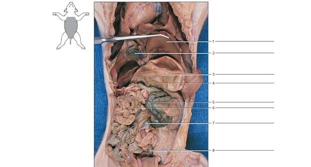 Chapter 66, Problem F66.5A, Identify the numbered digestive features of the fetal pig in figure 66.5. FIGURE 66.5 Label the 