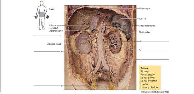 Chapter 67, Problem F67.3A, Observe the human torso model and figures 67.2b and 67.3 of a cadaver. Locate the labeled features 