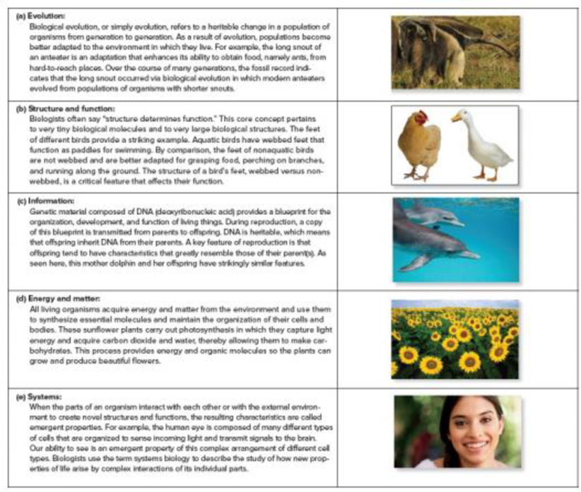 Chapter 1, Problem 1CQ, Of the five core concepts of biology described in Figure 1.4, which apply to individuals and which 