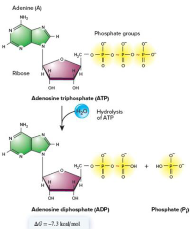 Chapter 12.5, Problem 1BC, Core Skill: Connections Look back at Figure 6.3, which describes the hydrolysis of ATP. Why is ATP 