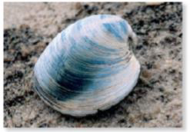 Chapter 57.2, Problem 1CS, (a) A quahog clam, cless Bavalvia (b) A chlton, class Polyplacophora (c) A snail, class Gastropoda , example  1