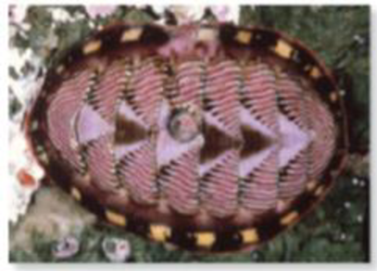 Chapter 57.2, Problem 1BC, (a) A quahog clam, cless Bavalvia (b) A chlton, class Polyplacophora (c) A snail, class Gastropoda , example  2