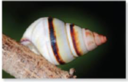 Chapter 57.2, Problem 1BC, (a) A quahog clam, cless Bavalvia (b) A chlton, class Polyplacophora (c) A snail, class Gastropoda , example  3