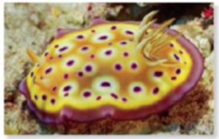 Chapter 57.2, Problem 1CS, (a) A quahog clam, cless Bavalvia (b) A chlton, class Polyplacophora (c) A snail, class Gastropoda , example  4