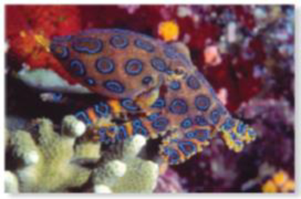 Chapter 57.2, Problem 1CS, (a) A quahog clam, cless Bavalvia (b) A chlton, class Polyplacophora (c) A snail, class Gastropoda , example  5