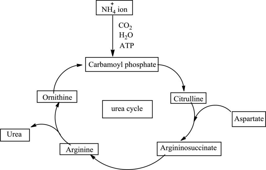 urea chemical
