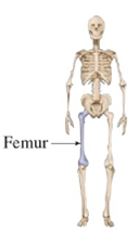 Chapter 1.FOM, Problem 1P, Femur Length and Height Anthropologists use a linear model that relates femur length to height. The 