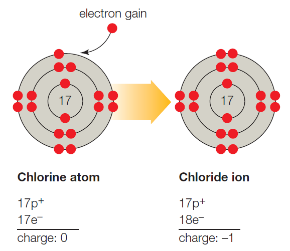 Chapter 2, Problem 2FIO, B. A chlorine atom (Cl) becomes a negatively charged chloride ion (Cl) when it gains an electron and 