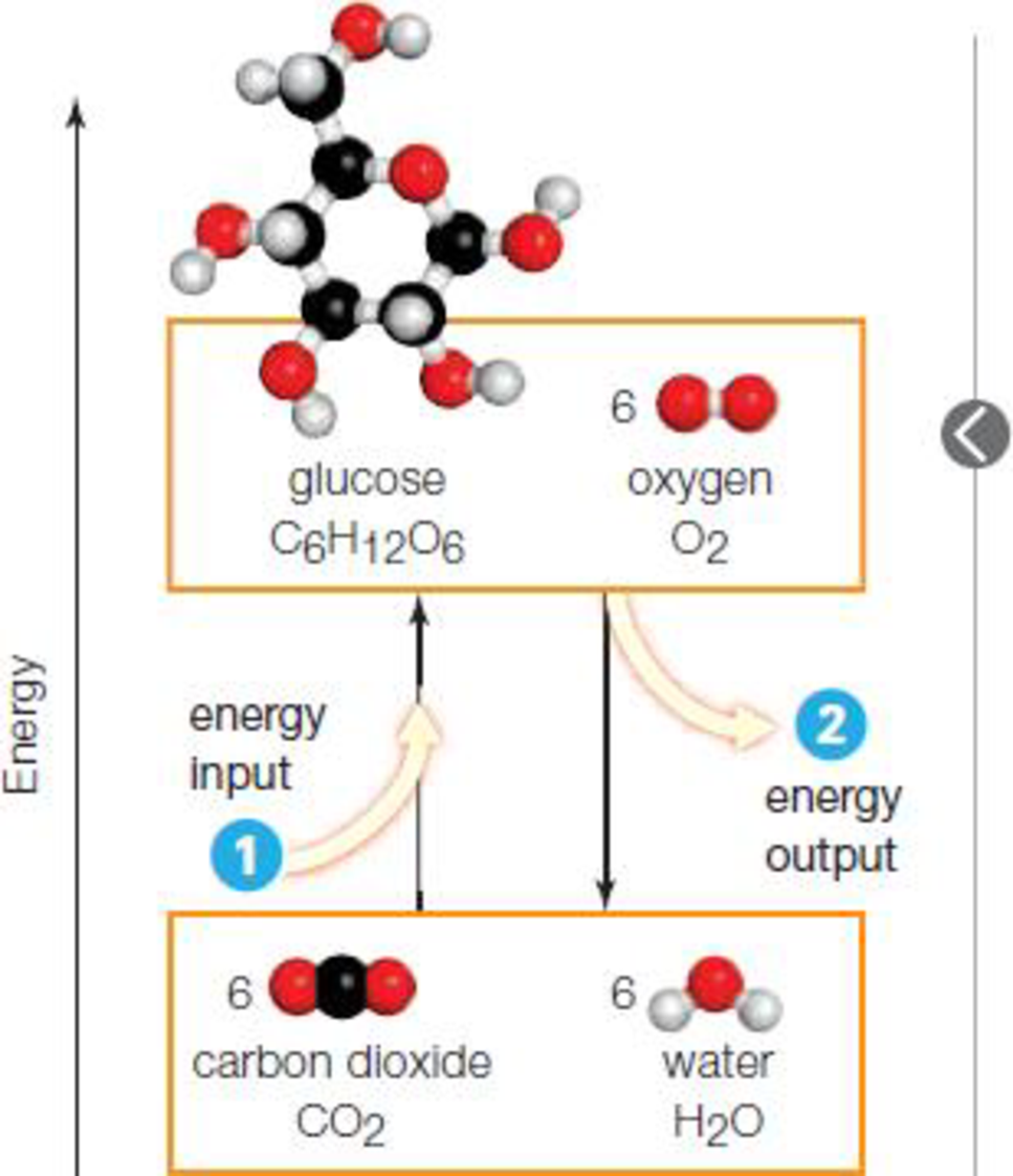 Chapter 4, Problem 1FIO, Figure 4.5 Energy inputs and outputs in chemical reactions. 1 Some reactions convert molecules with 