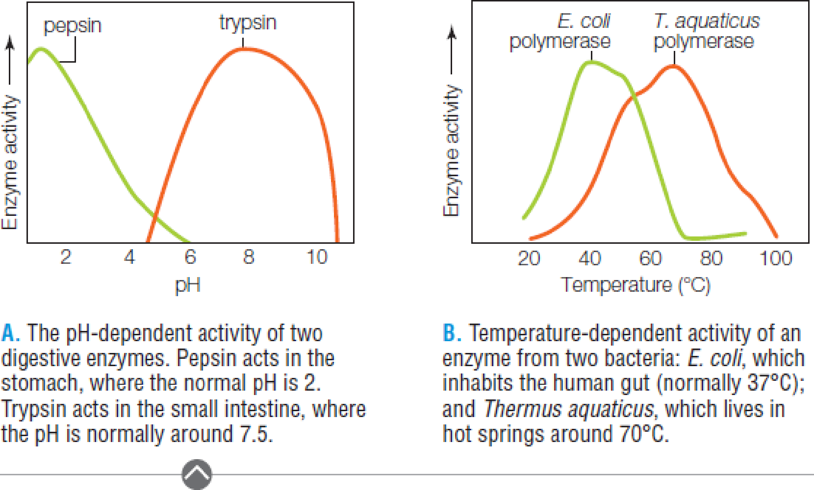 Chapter 4, Problem 2FIO, Figure 4.10 Enzymes, temperature, and pH. Each enzyme works best within a characteristic range of 