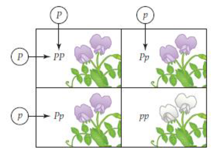 Figure 9.7 Example of a monohybrid cross. A. All of the F 1 (first