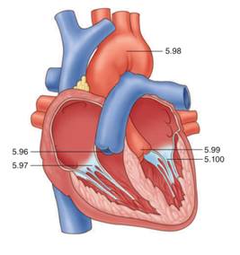 Chapter 5, Problem 96LE, Identify the numbered items on the accompanying figure. pulmonary _________________________ valve 