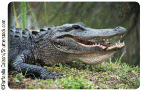 Chapter 4.1, Problem 93E, Alligators The length in inches and weight in pounds of 25 alligators is shown in the table. Find 