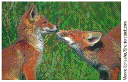 Chapter 2.1, Problem 22E, A Population of Foxes A breeding group of foxes is introduced into a protected are and exhibits 