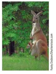 Chapter 2.4, Problem 21E, Grazing Kangaroos The amount of vegetation eaten in a day by a grazing animal V of food available 