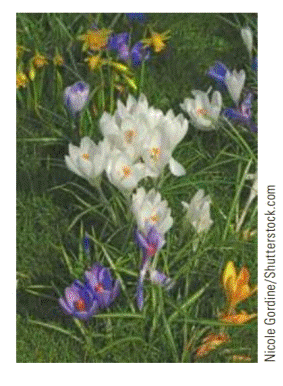 Chapter 3.5, Problem 7E, An Order for Bulbs You have space in your garden for 55 small flowering bulbs. Crocus bulbs cost 