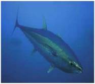 Chapter 5.1, Problem 21E, Eastern Pacific Yellowfin Tuna Studies to fit a logistic model to the Eastern Pacific yellowfin tuna 