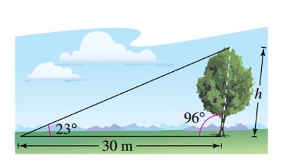 Chapter 3.1, Problem 2ECP, Find the height of the tree shown in the figure. 